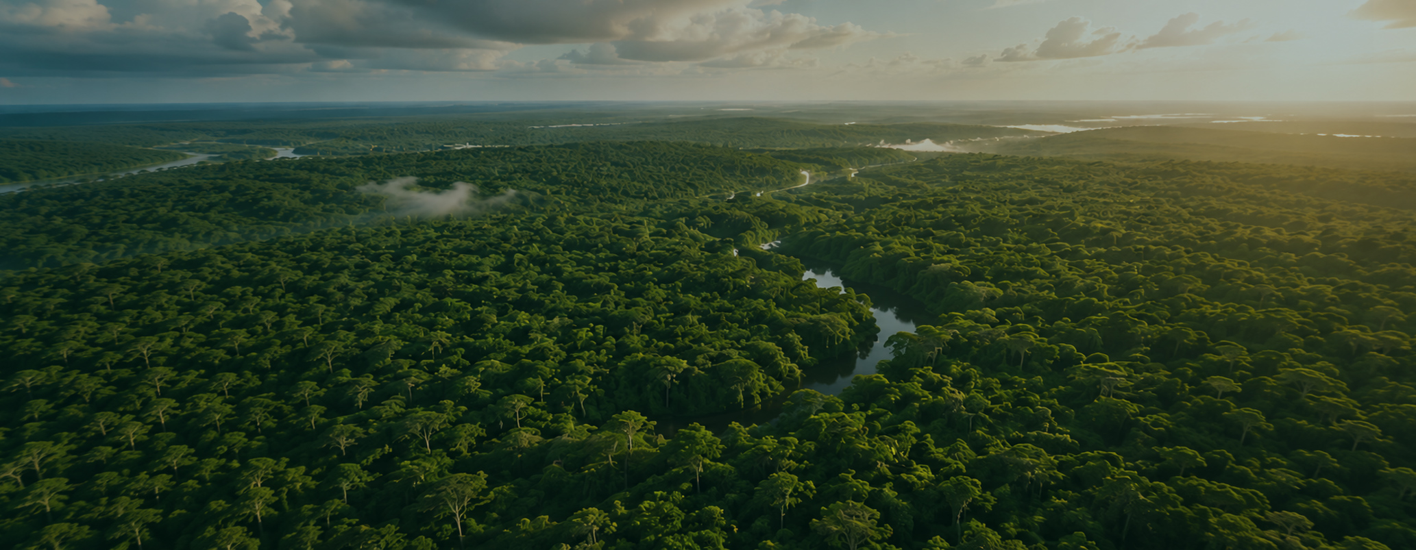 Aerial view of a tropical forest canopy with a winding river